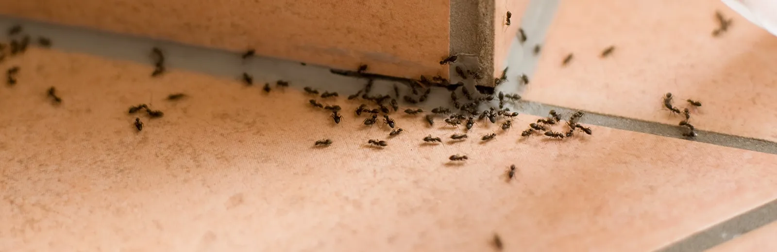 a close up of ants inside