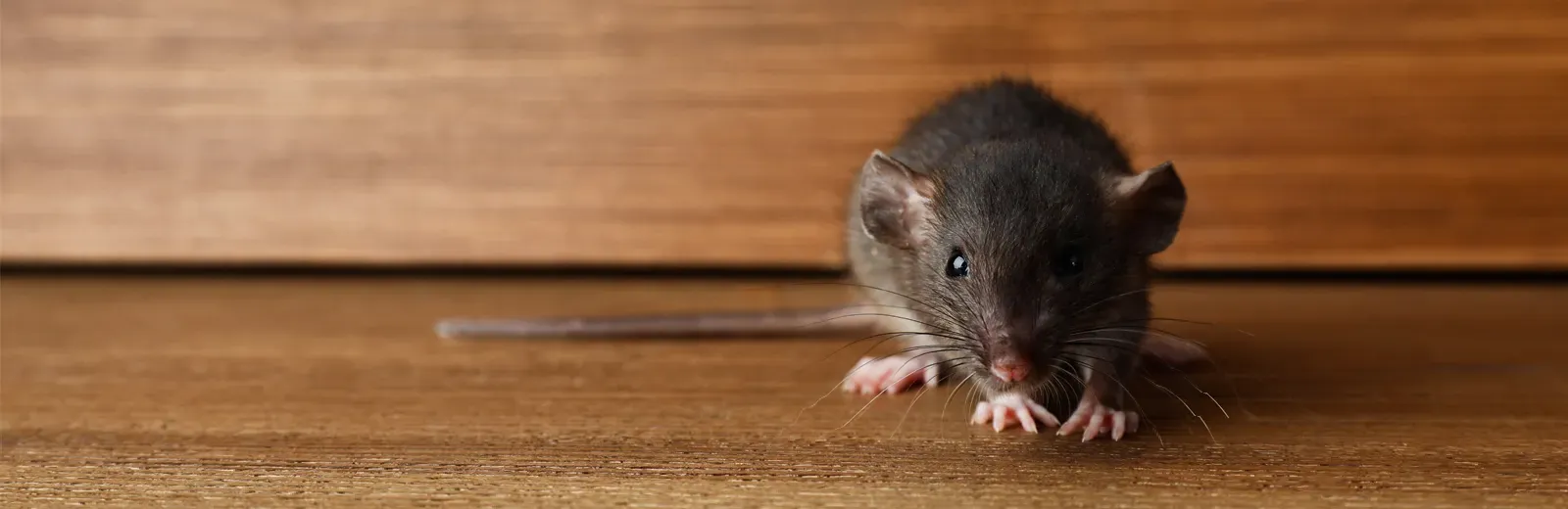 a close up of a rodent