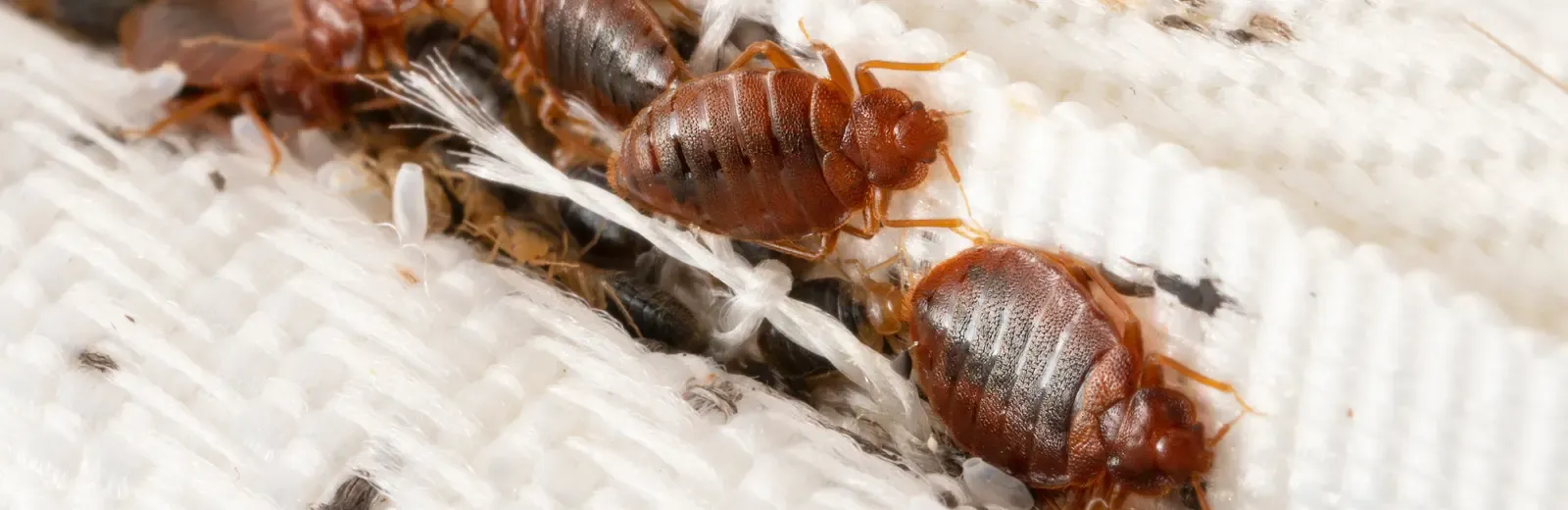 bed bugs on a bed