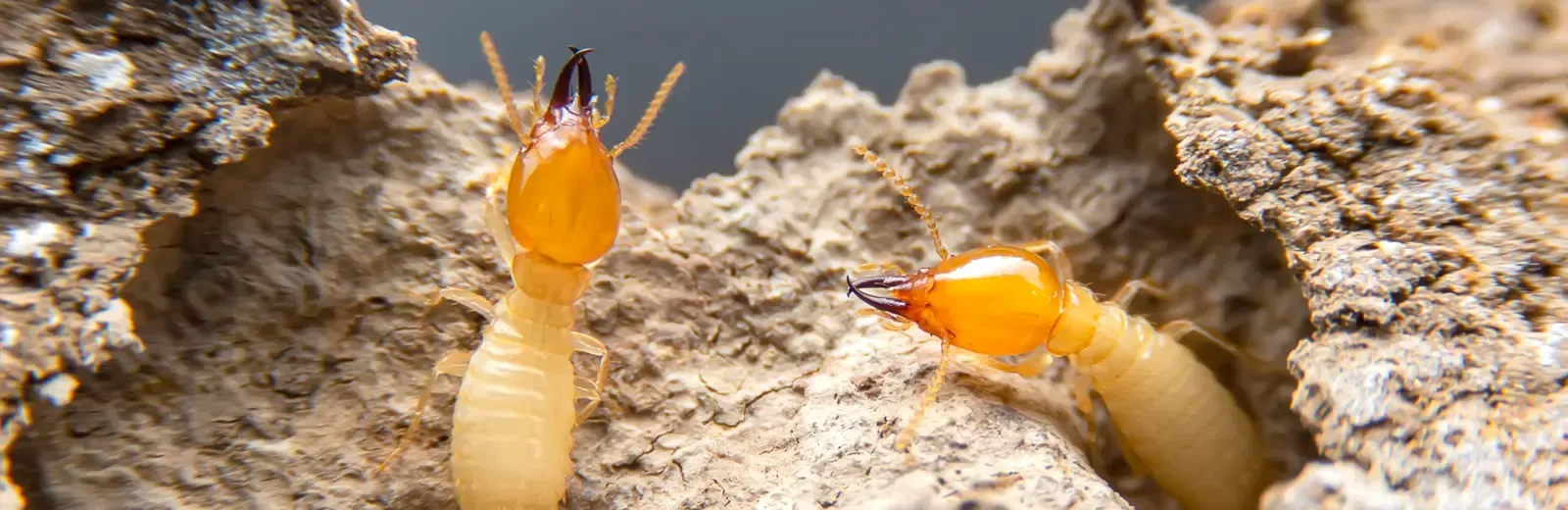 Termites on wood