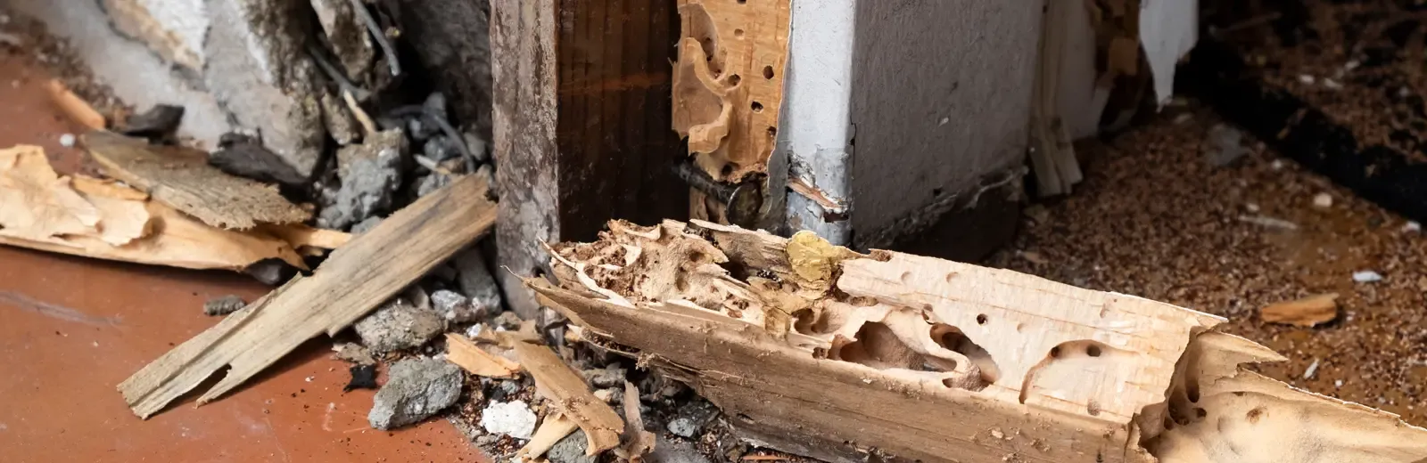 Destroyed wood from termites