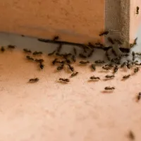 a close up of ants inside