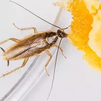 german cockroach in north carolina