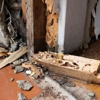 termite damage in house