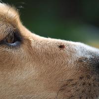 a tick on a dog
