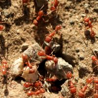 Fire Ant