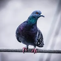 pigeon