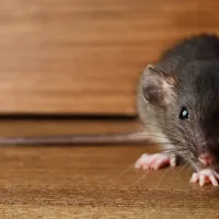 a close up of a rodent