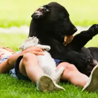 girl playing with dog and cat