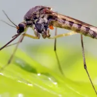 mosquito on a leaf