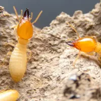 Termites on wood