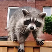 raccoon on fence