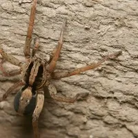 Wolf Spider in NC