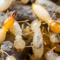 Group of termites