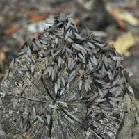 termites feeding on wood near house 