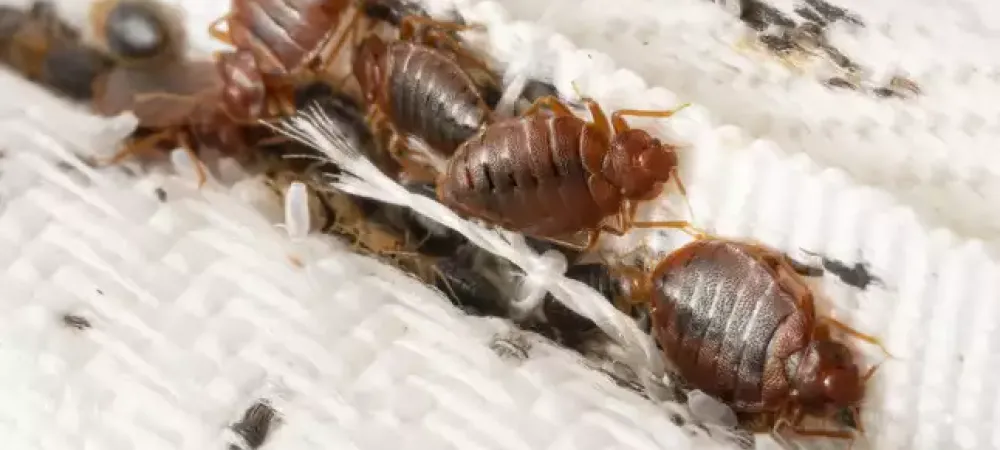 Bed Bugs on Mattress Seam