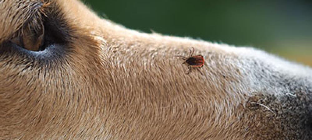 a tick on a dog