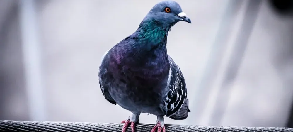 pigeon