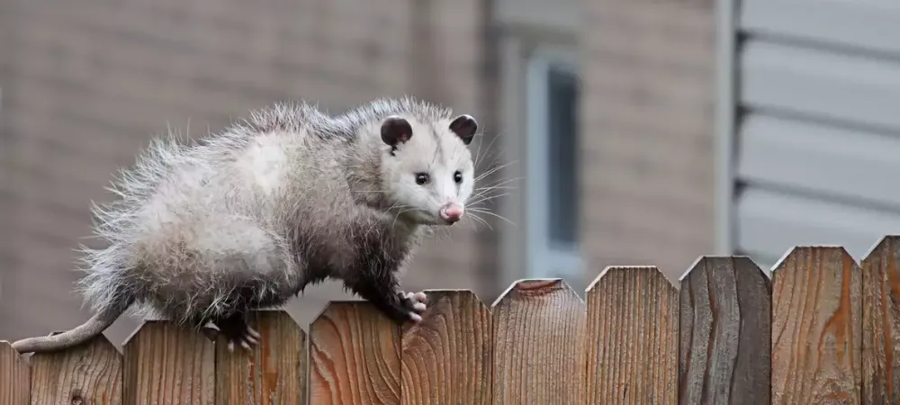 possum-on-fence