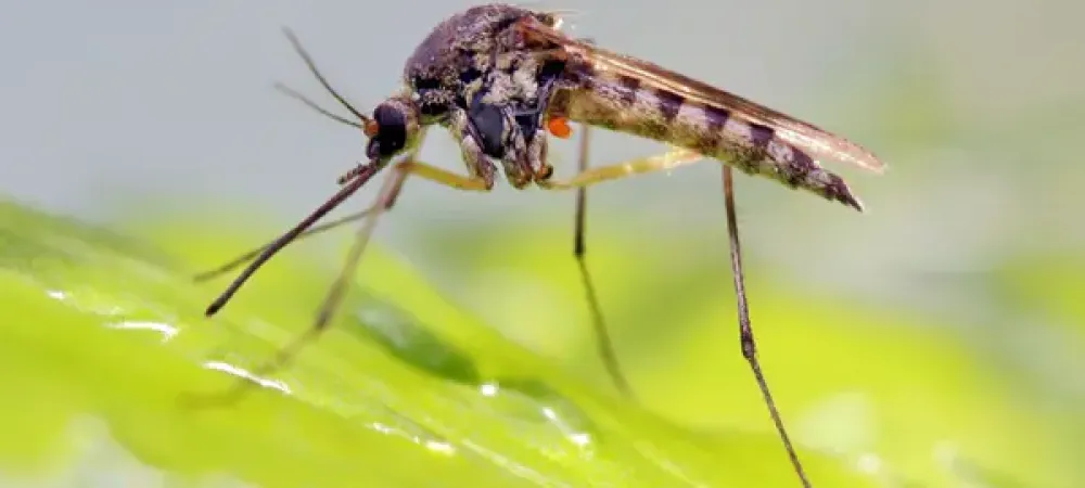 mosquito on a leaf