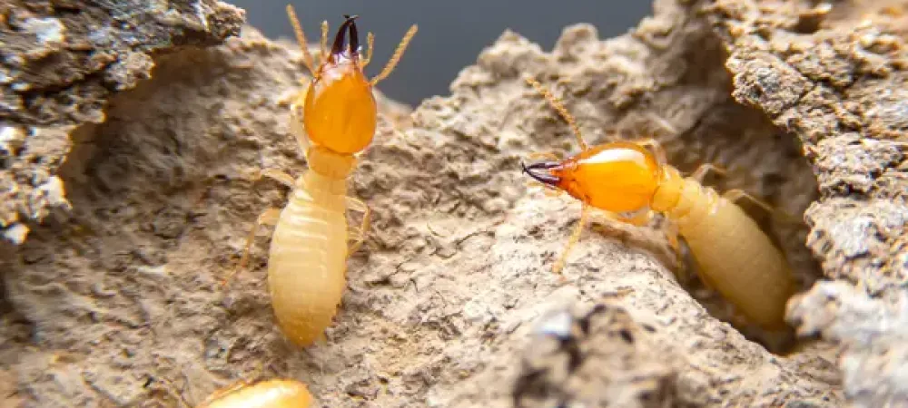 Termites on wood