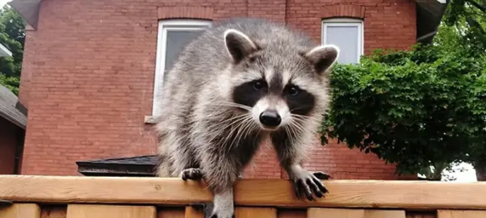 raccoon on fence