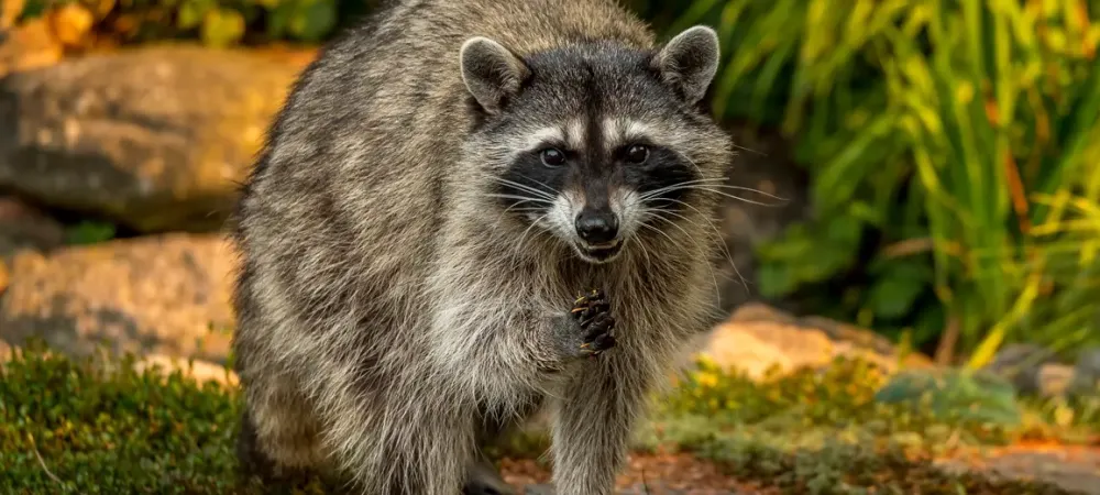 Raccoon next to house