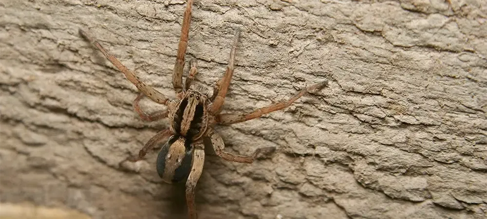 Wolf Spider in NC
