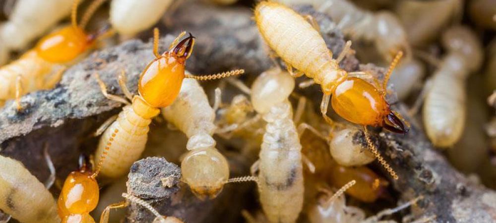 Group of termites