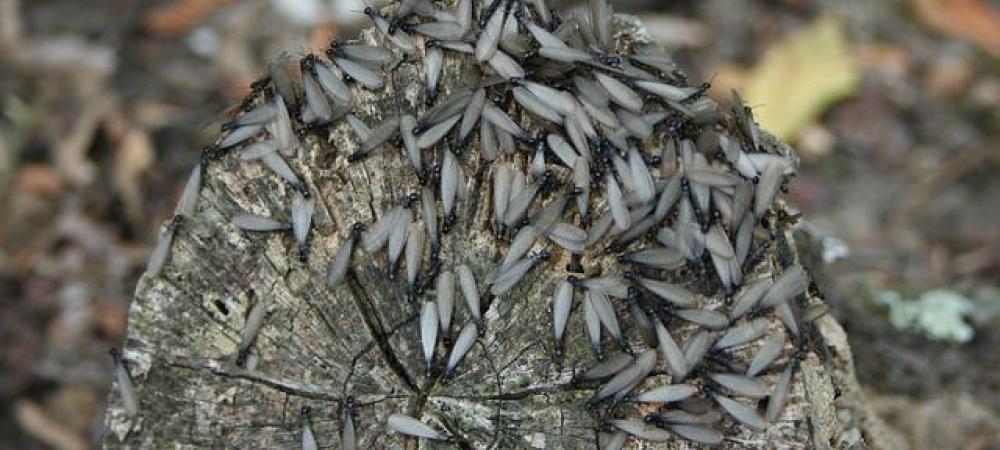 termites feeding on wood near house 