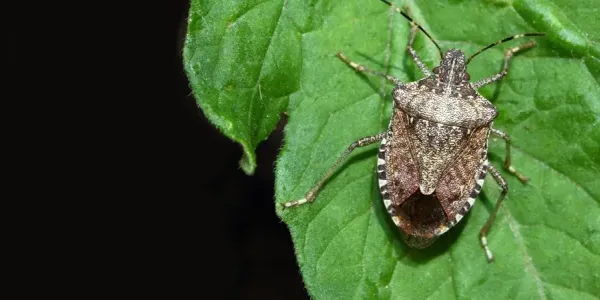 brown stnk bug in nc