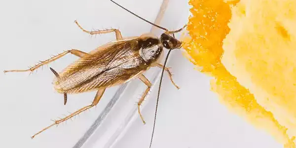 german cockroach in north carolina