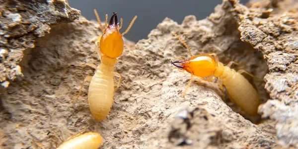 Termites on wood