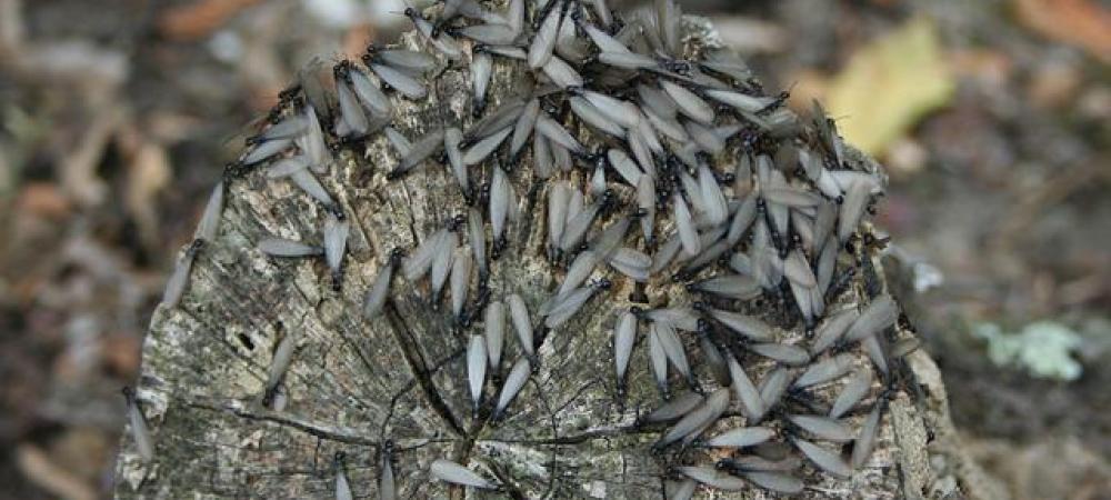 termites-feeding-on-wood termites feeding on wood near house