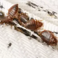 Bed Bugs on Mattress Seam