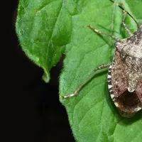 brown stnk bug in nc