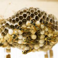 hive of wasps in north carolina 