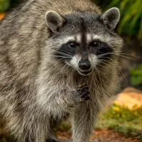 Raccoon next to house