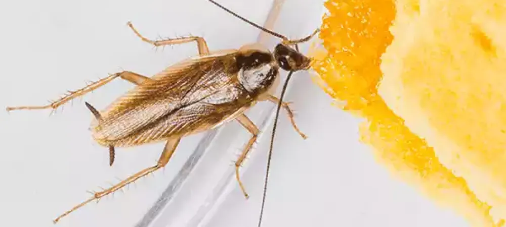 german cockroach in north carolina