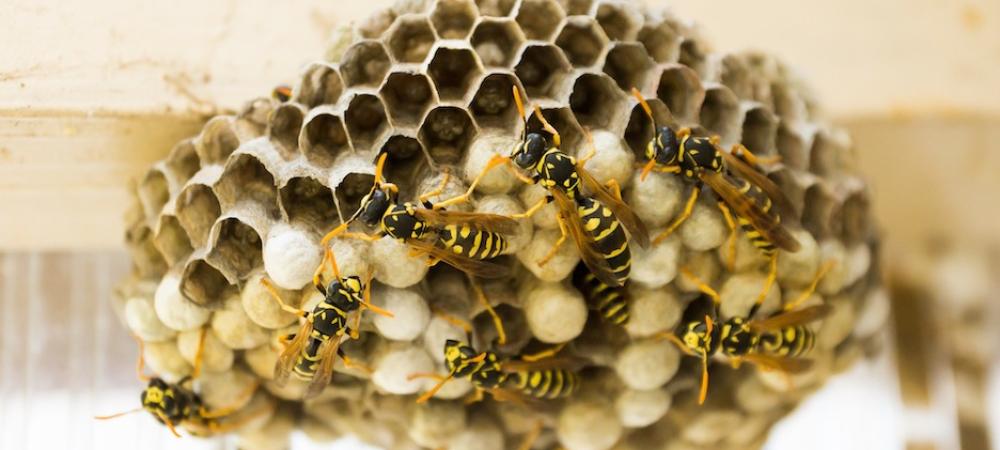 hive of wasps in north carolina 
