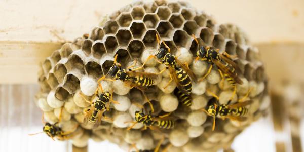 hive of wasps in north carolina 